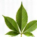 Ikona liścia symbolizująca naturalność